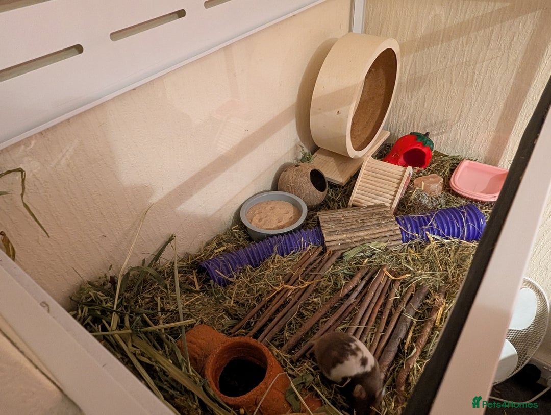 Hamster rodents for sale: Princess Strawb: The Hamster - Image 3