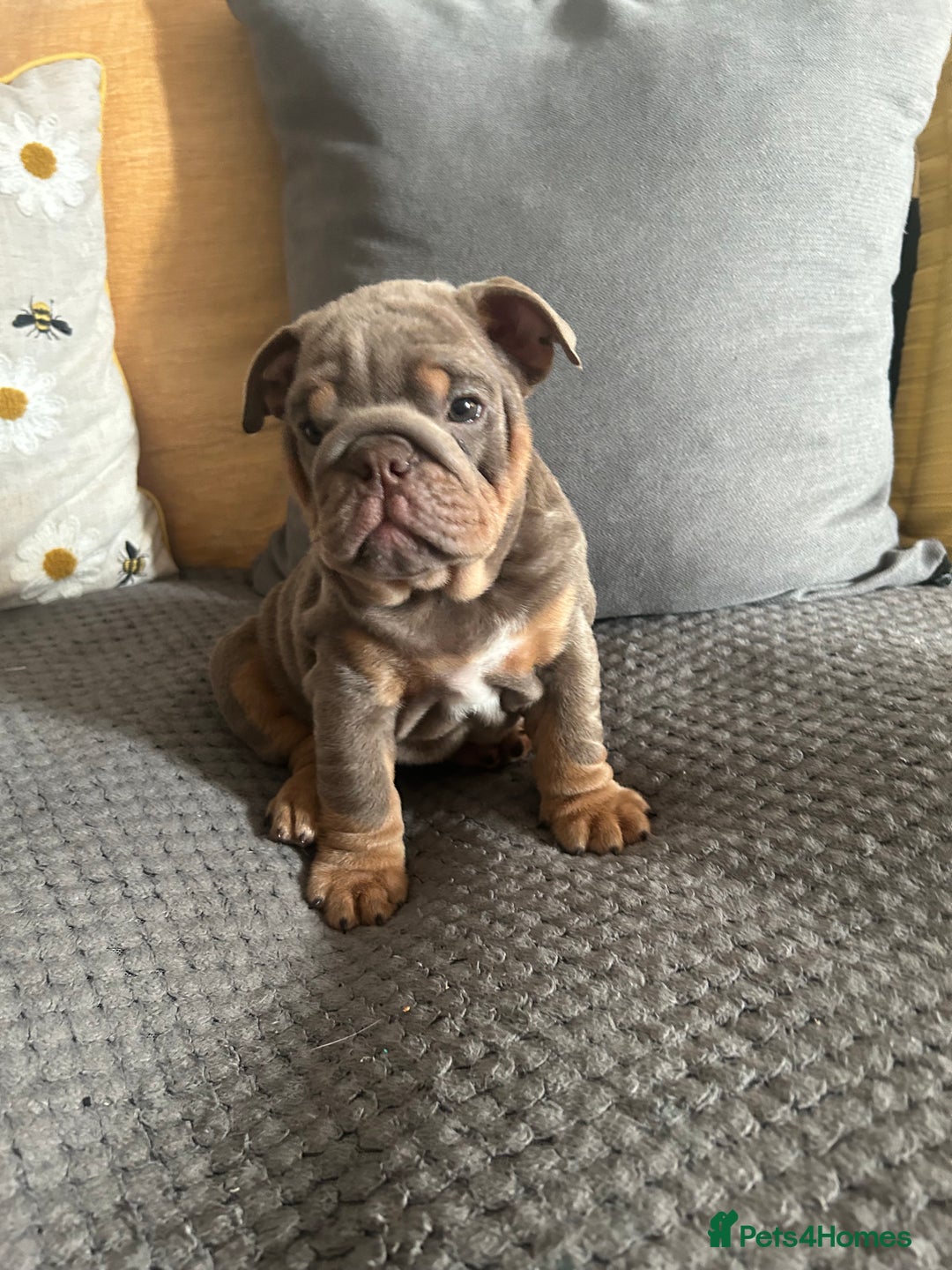 English Bulldog dogs for sale: Lilac and tan miniature female  - Image 6