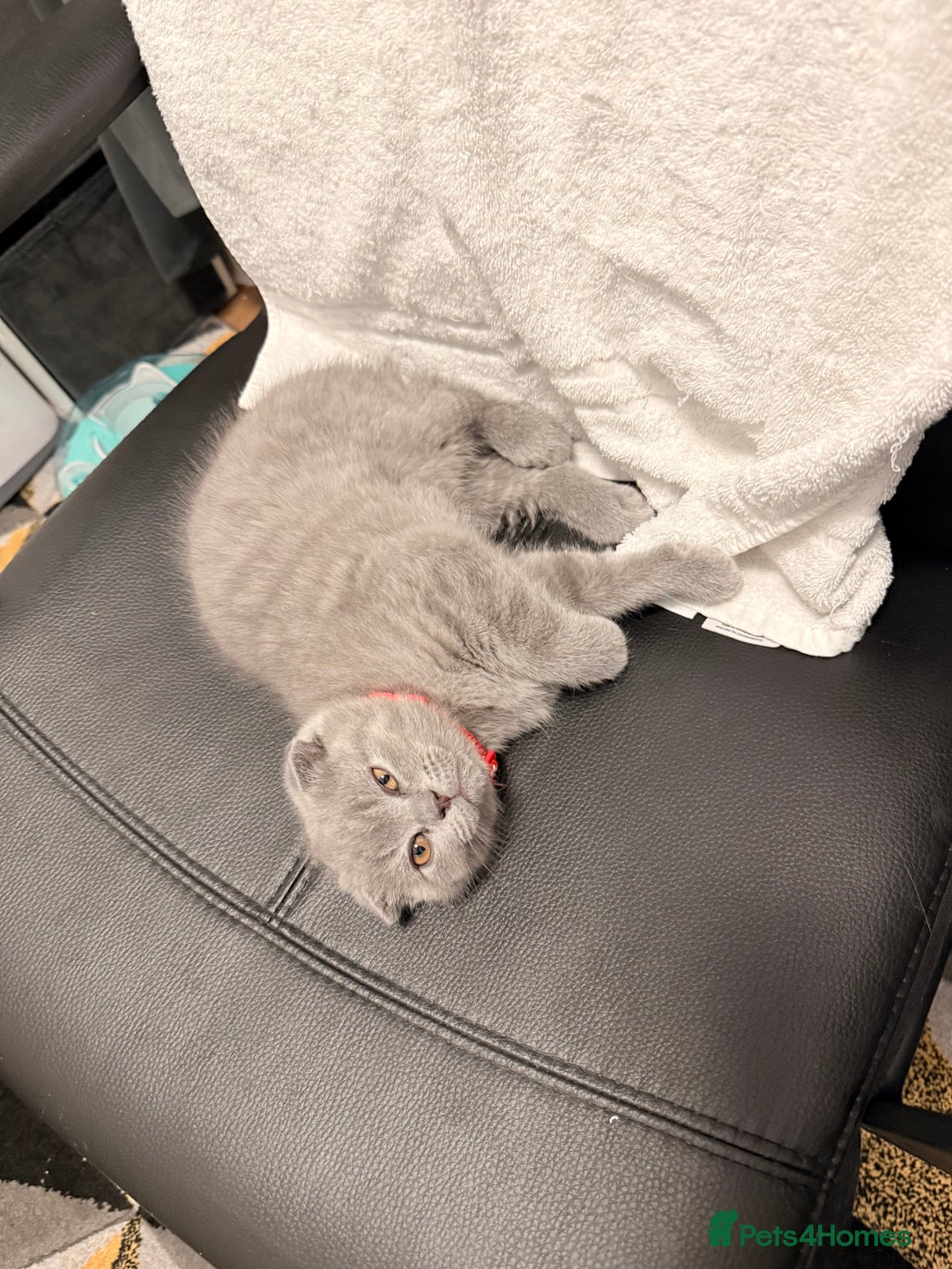 Scottish Fold cats for sale: Scottish Fold&British Shorthair.Vaccinated&Ready - Advert 12