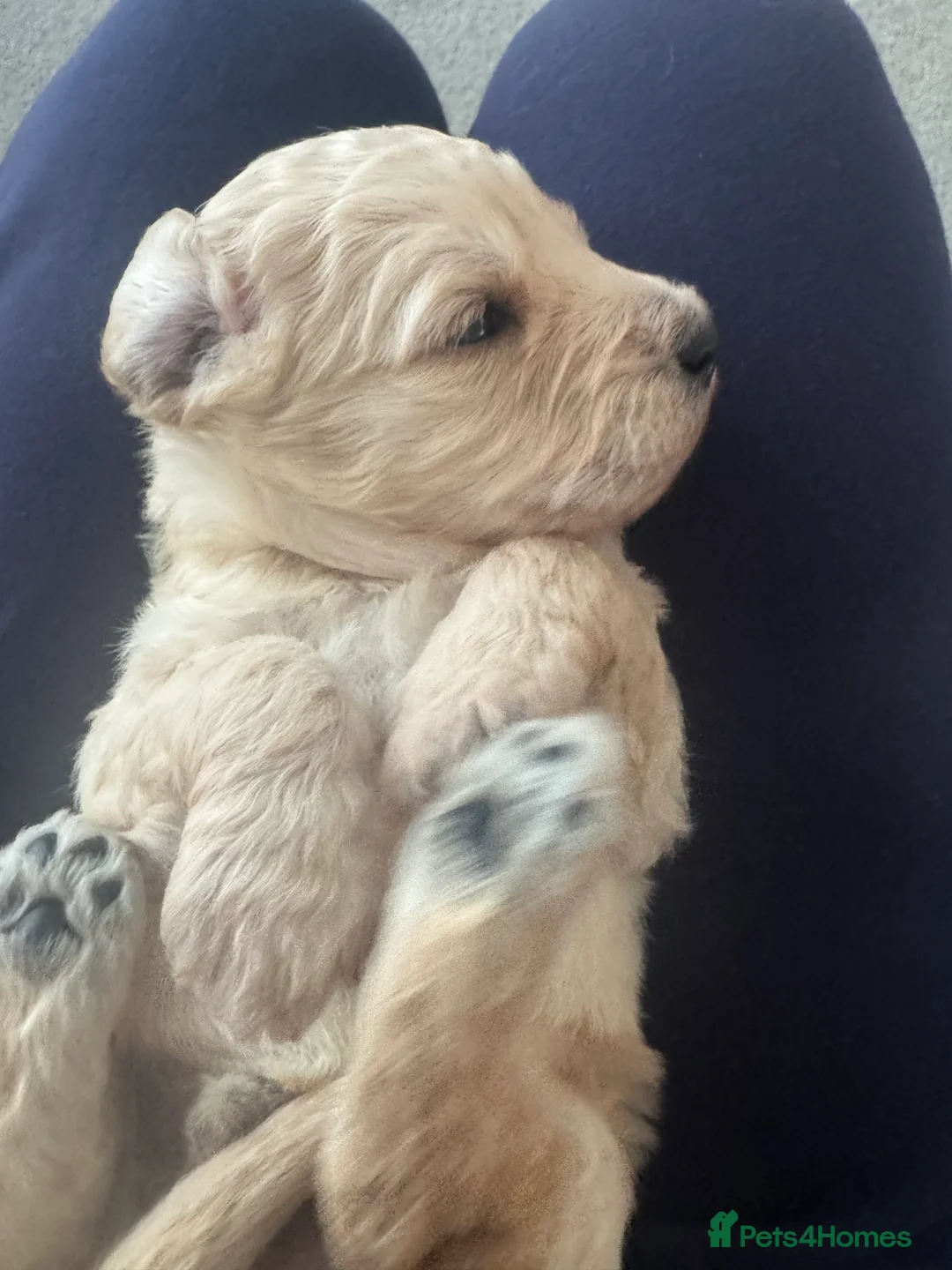Goldendoodle dogs for sale: F1 Golden Doodles  - Advert 16