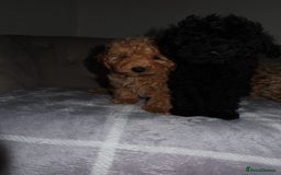 Toy Poodle dogs for sale: Toy poodle puppy - Image 17