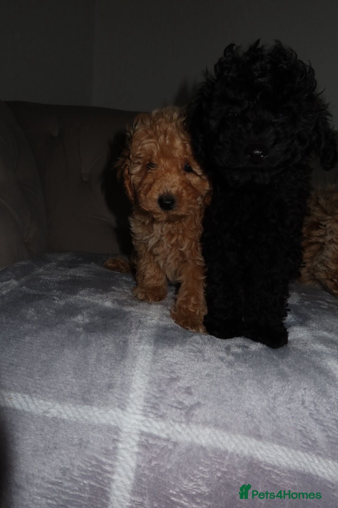 Toy Poodle dogs for sale: Toy poodle puppy - Image 17