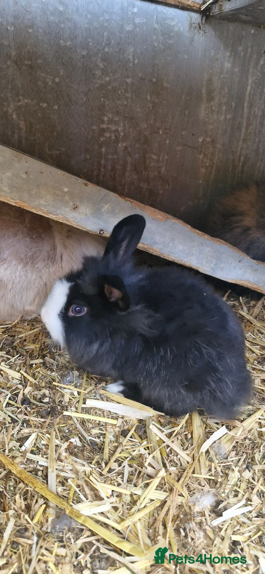 Mixed Breed rabbits for sale: Baby rabbits Lion Head and Mini Lop - Advert 4