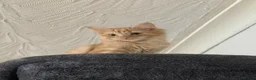 British Shorthair cats for sale: 3 beautiful little kittens🐾 - Advert 3