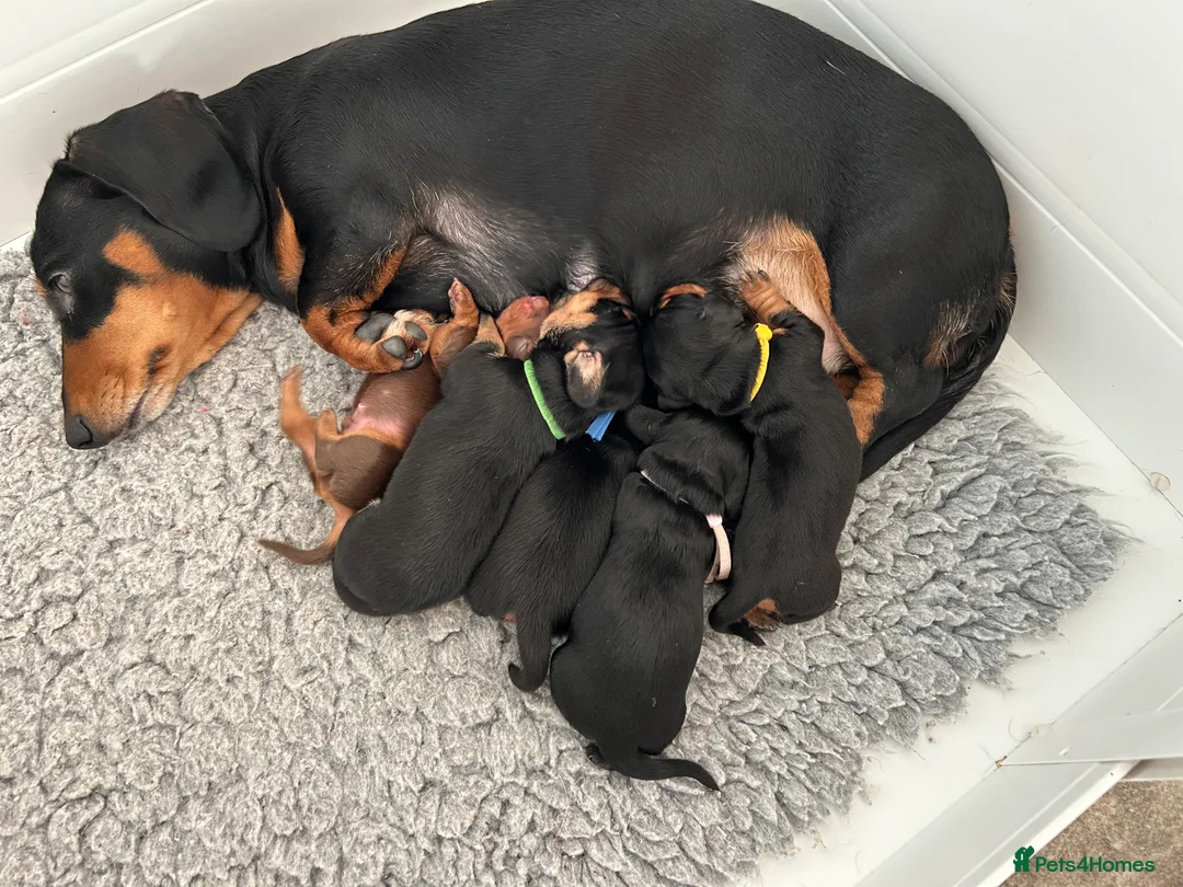 Miniature Dachshund dogs for sale: Miniature Smooth Haired Dachshunds  - Advert 14