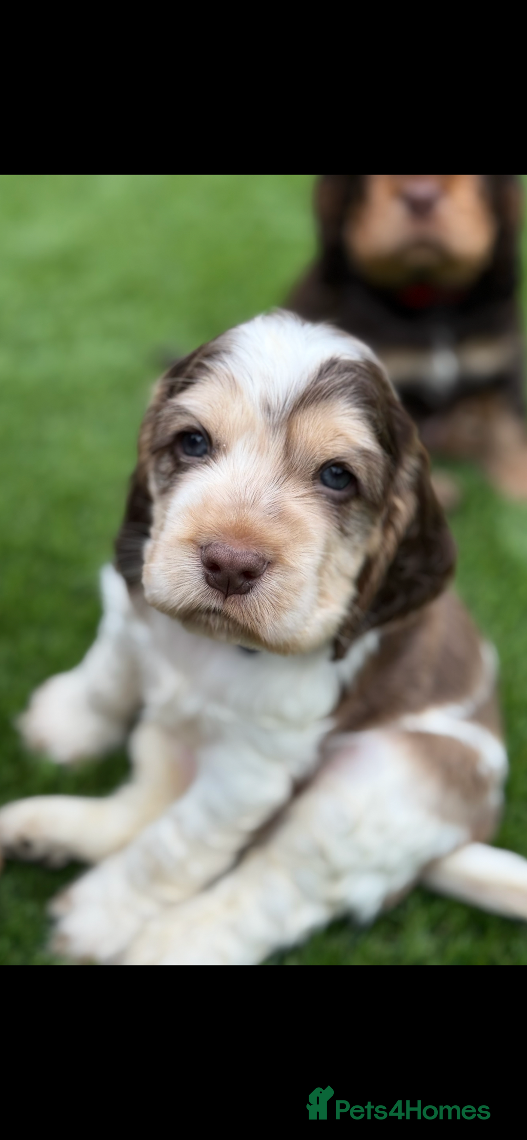Cocker Spaniel dogs for sale: Quality English Show Cocker Spaniels (Serci Lines) - Image 13