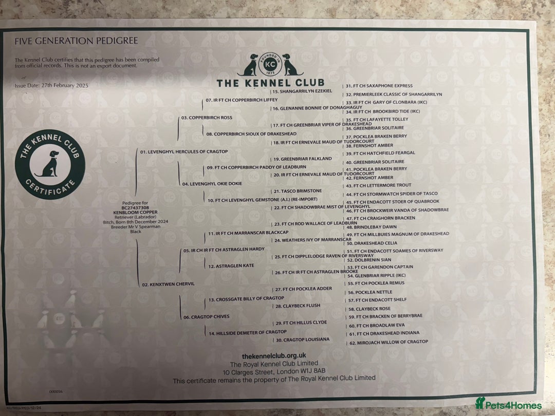 Labrador Retriever dogs for sale: Sweet 12month lab girl - Advert 3