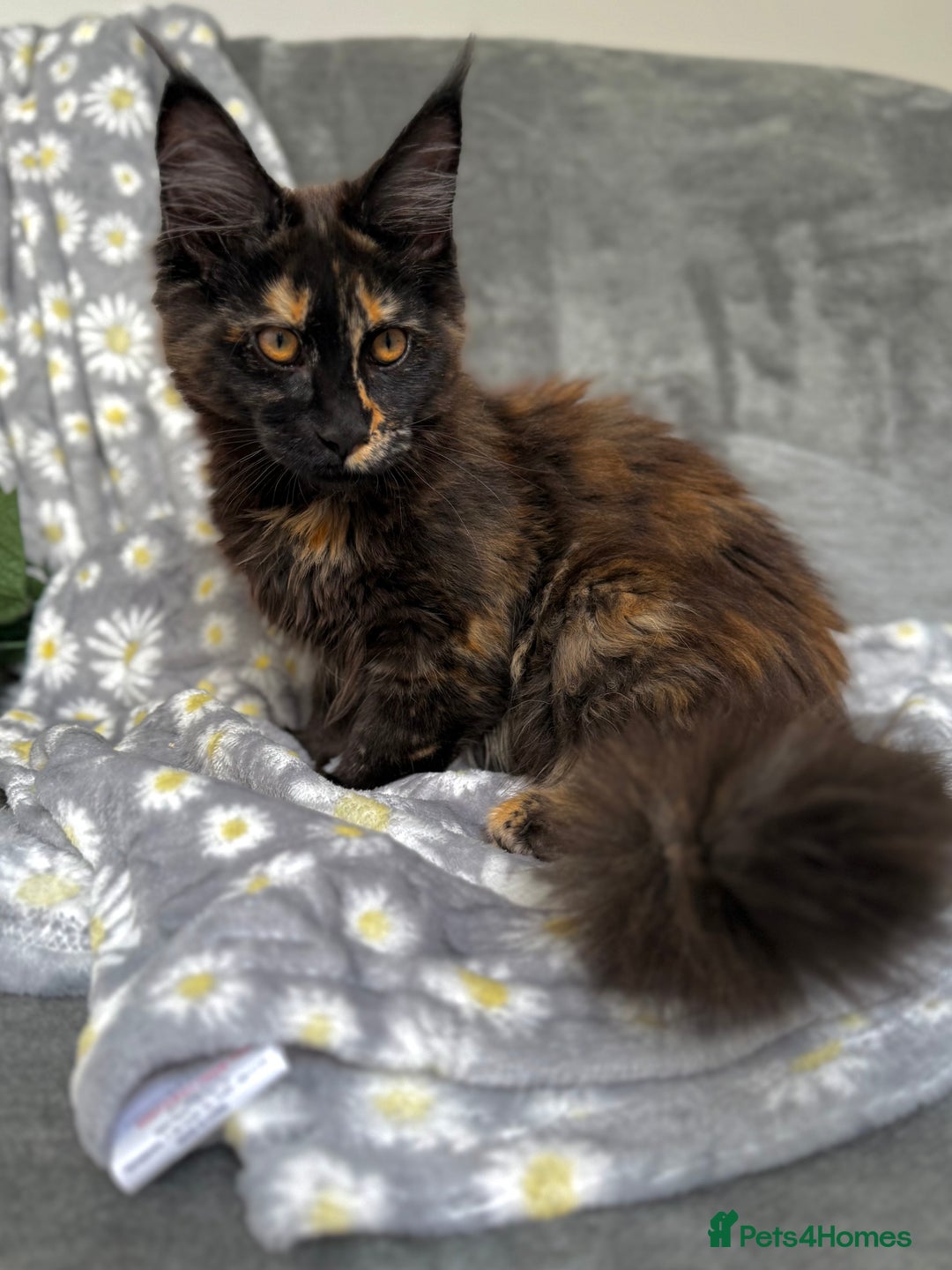 Maine Coon cats for sale: Pure Breed Female Maine Coons Available  in Paisley - Image 9