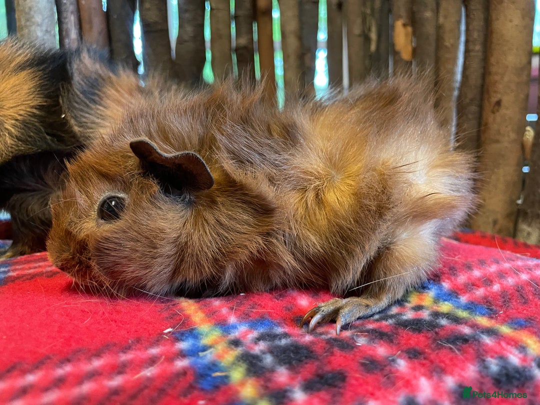 Guinea Pig rodents for sale: Beautiful pairs of male Abyssinian guinea pigs - Image 12