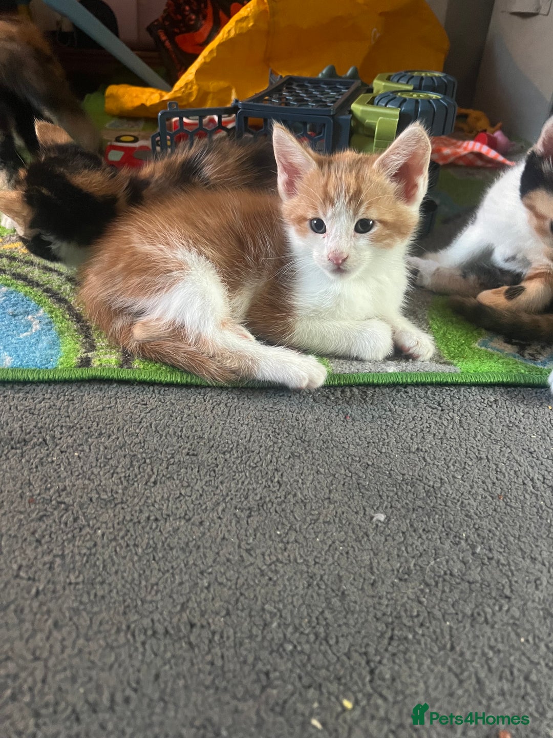 Maine Coon cats for sale: Kittens for sale  - Image 9
