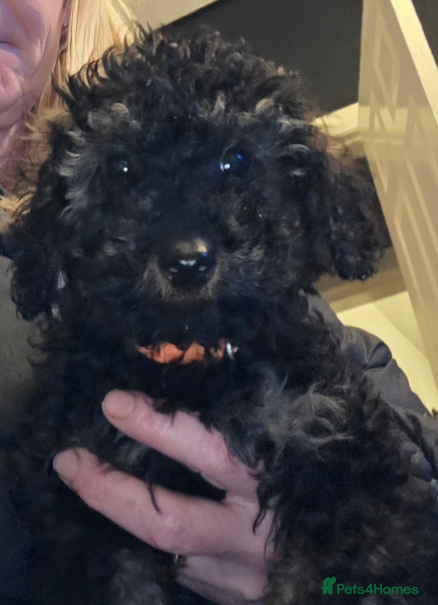 Doxiepoo dogs Beautiful toy poodle phantom rare colour 3/4 pups - Advert 2