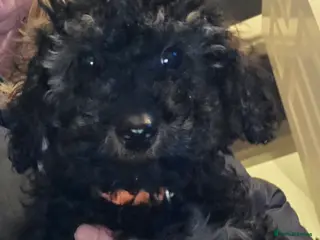 Doxiepoo dogs Beautiful toy poodle phantom rare colour 3/4 pups - Advert 2