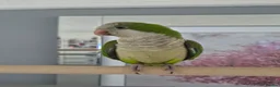 Parrots birds for sale: Semi tame quaker parrot in Manchester - Advert 2