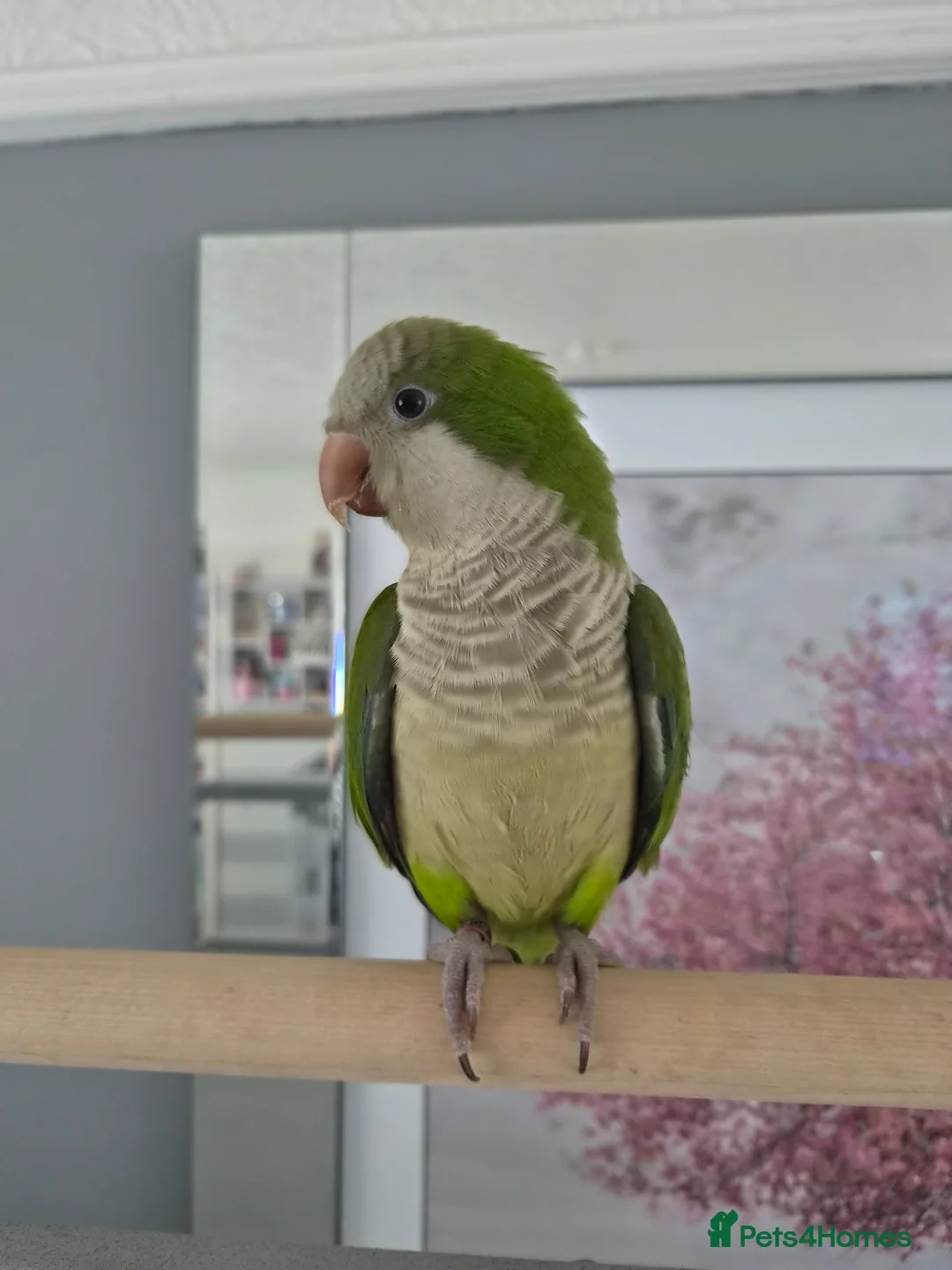 Parrots birds for sale: Semi tame quaker parrot in Manchester - Advert 2