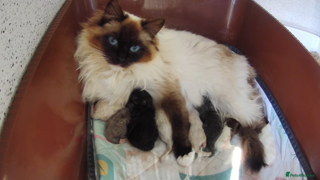 Siberian cats for sale: Siberian kittens - Image 6