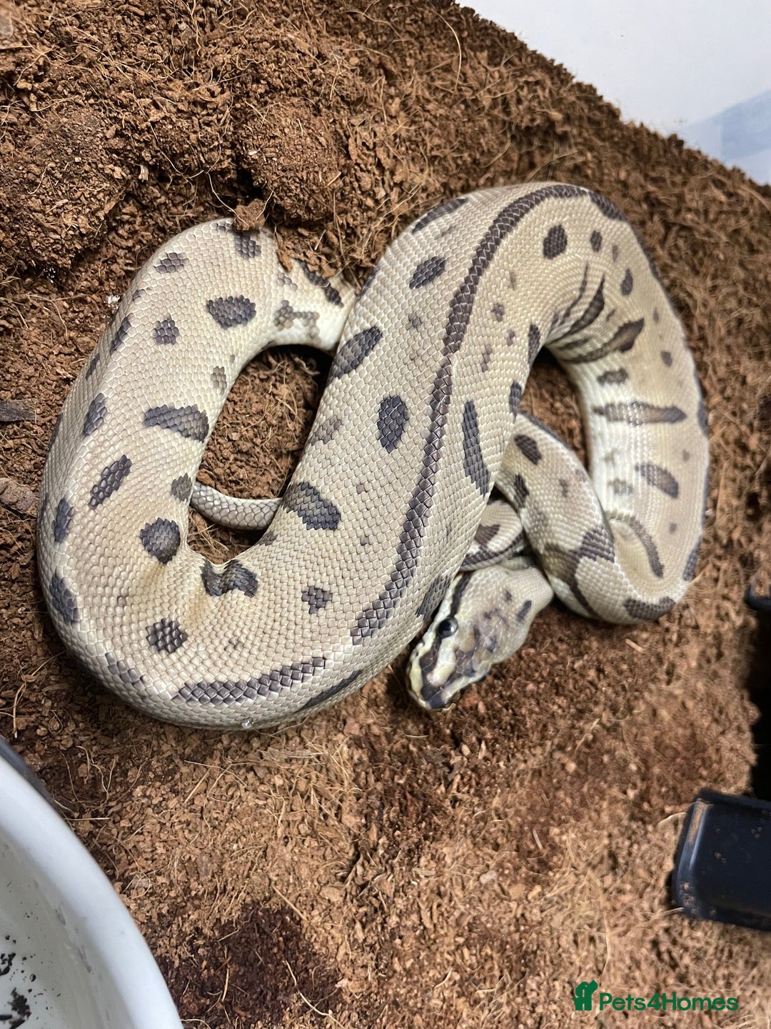 Python Snake reptiles for sale: Royal Python Collection x9 Female x1 male - Advert 11