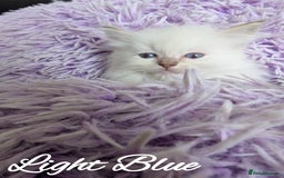 Ragdoll cats for sale: GCCF REG PEDIGREE RAGDOLL KITTENS - Image 2