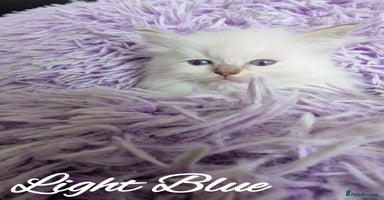 Ragdoll cats - Advert 13