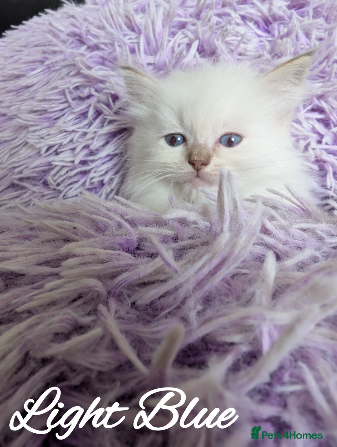 Ragdoll cats for sale: GCCF REG PEDIGREE RAGDOLL KITTENS - Image 2