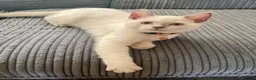 British Shorthair cats for sale: 💙 GCCF Pedigree Blue Colourpoint BSH Kitten - Advert 5