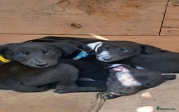 Greyhound dogs for sale: 💙READY TO GO💙 1 pup left - Irish Greyhound  - Image 14