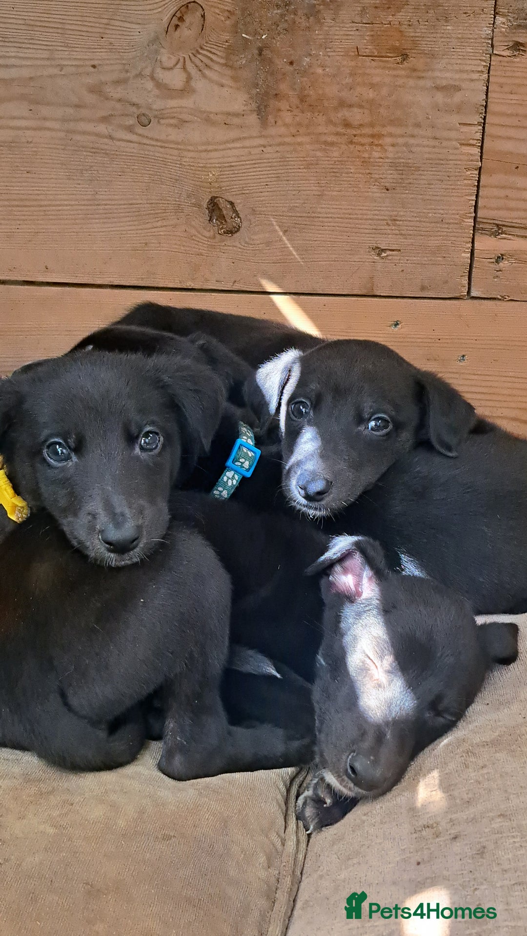 Greyhound dogs for sale: 💙READY TO GO💙 1 pup left - Irish Greyhound  - Image 14