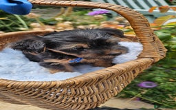 Yorkshire Terrier dogs for sale:  Yorkshire Terrier Puppies - Hampshire  - Image 4