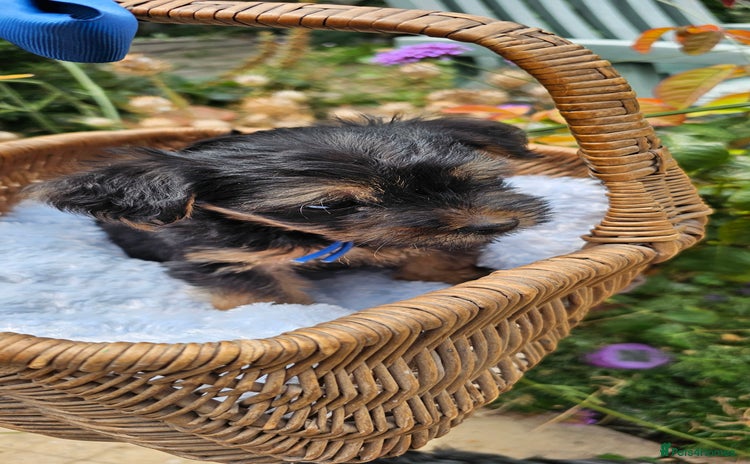 Yorkshire Terrier dogs - Advert 12
