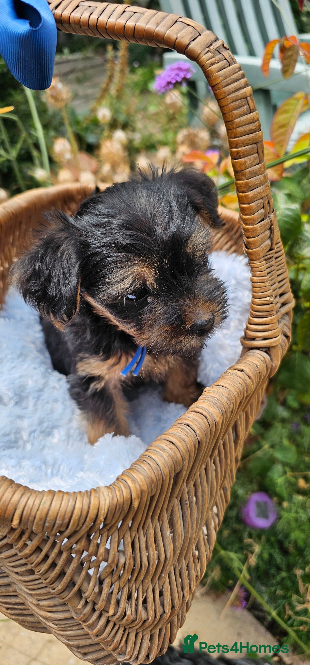 Yorkshire Terrier dogs for sale:  Yorkshire Terrier Puppies - Hampshire  - Image 4