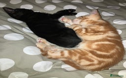 British Shorthair cats for sale: 2 kittens looking for forever home  - Image 12