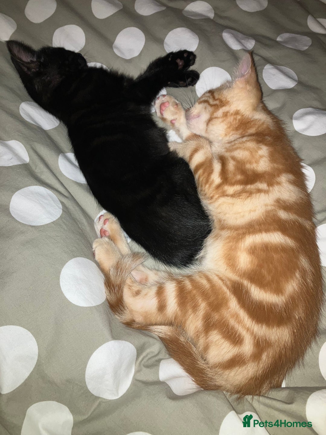 British Shorthair cats for sale: 2 kittens looking for forever home  - Image 12