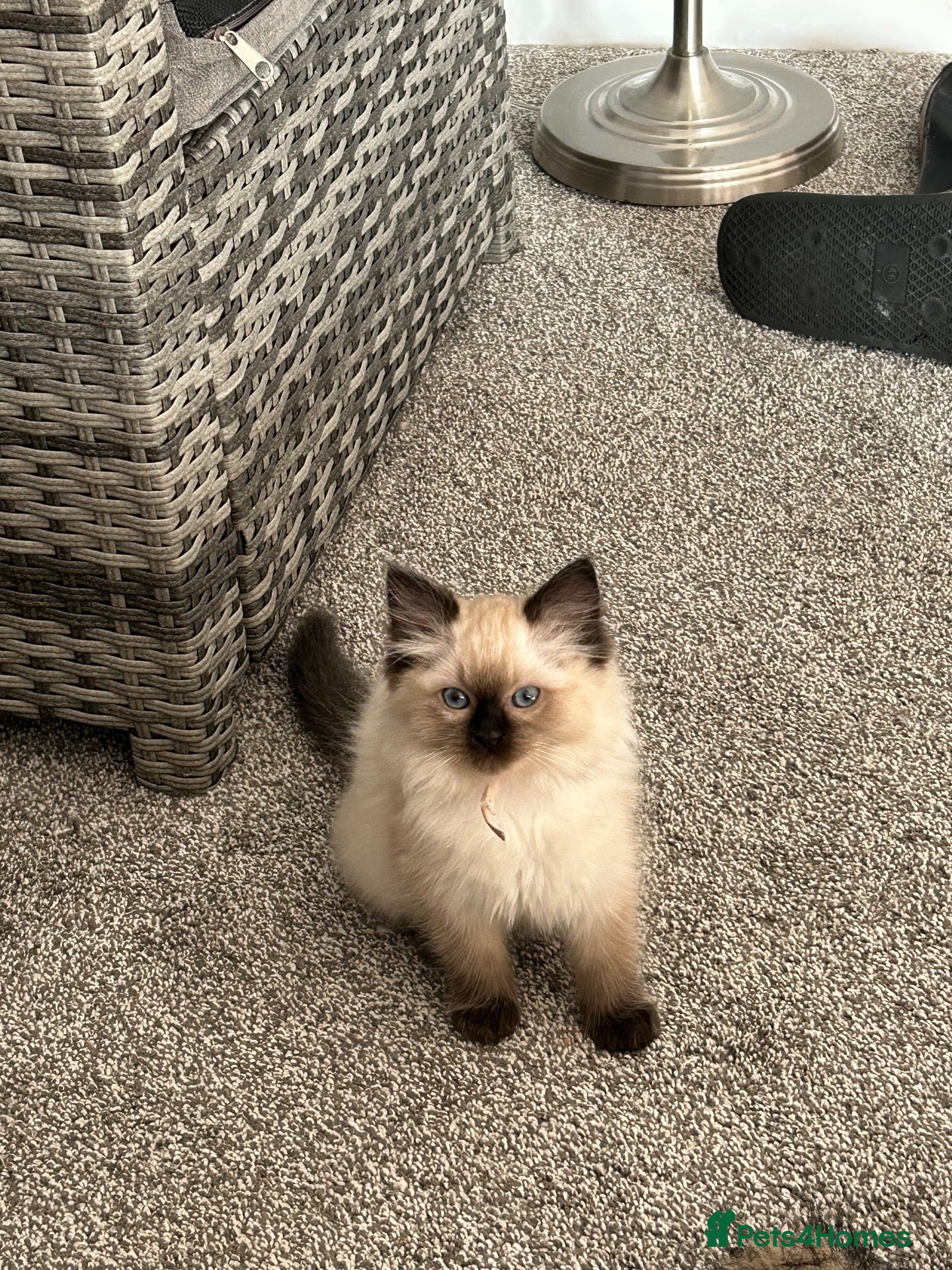 Ragdoll cats Big chunky boy rag dolls fully health checked  - Advert 1