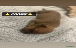 Mixed Breed dogs for sale: PUPPIES 4 SALE - Image 13