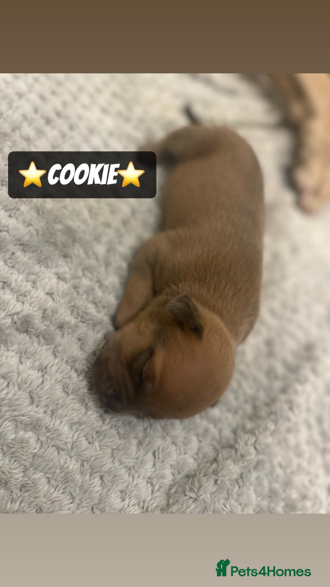 Mixed Breed dogs for sale: PUPPIES 4 SALE - Image 13