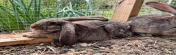 Continental Giant rabbits for sale: Giant conti with giant french lop - Advert 14
