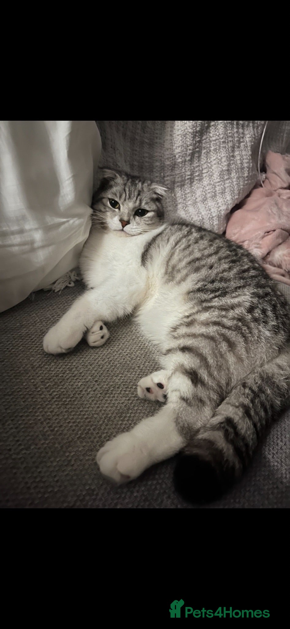 Mixed Breed cats Scottish fold mix male 1 year  - Advert 1