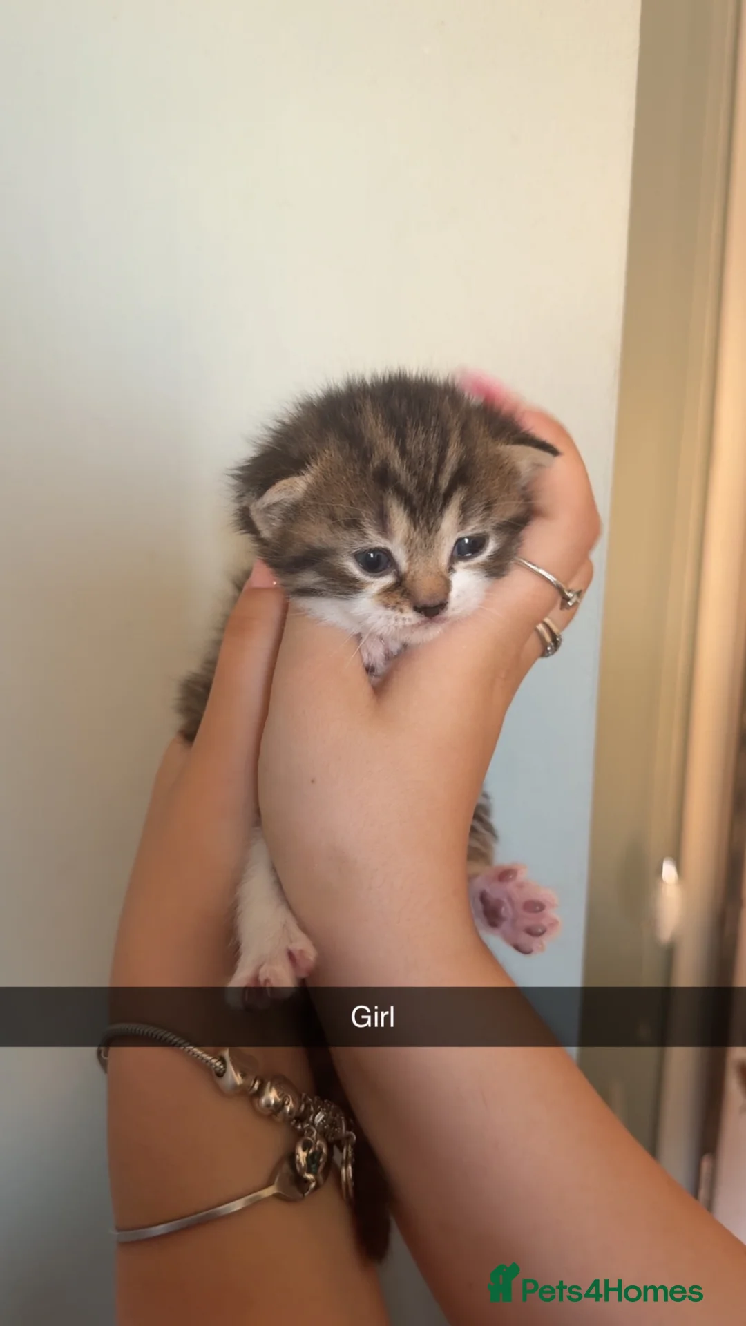 Persian cats for sale: Half Persian kittens  - Advert 9