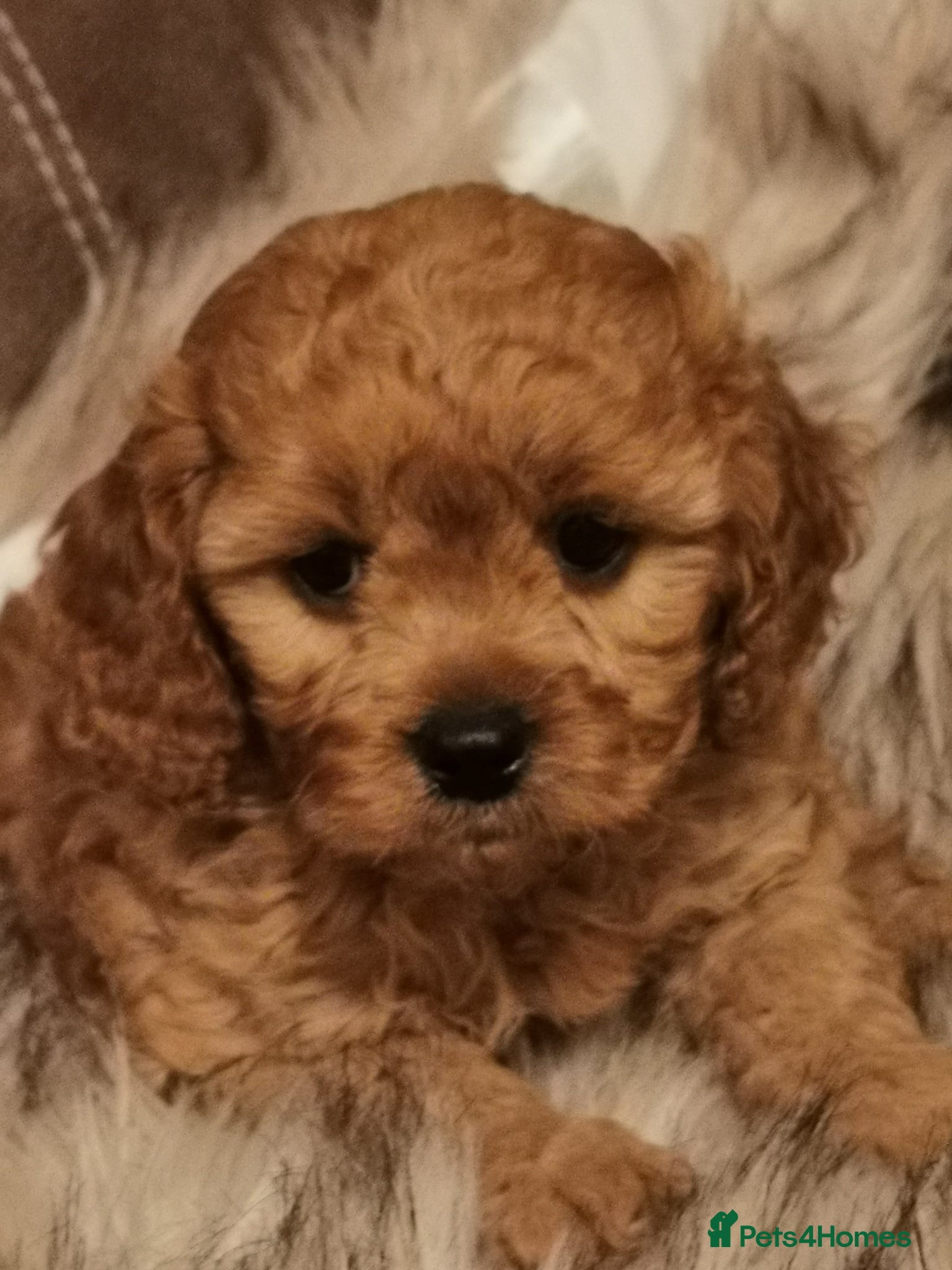 Cavapoo dogs EXTENSIVELY HEALTH TESTED F1B CAVAPOO PUPPIES  - Advert 1