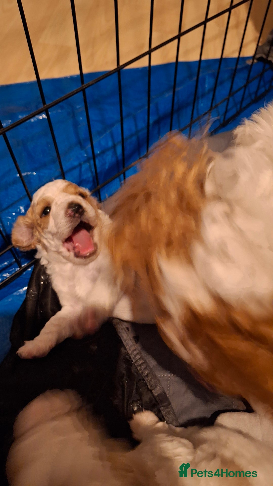 Cockapoo dogs for sale: Mr cassidy - Image 19