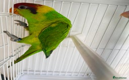 Lorikeets birds for sale: PROVEN pair iris lorikeet RARE!! - Image 7