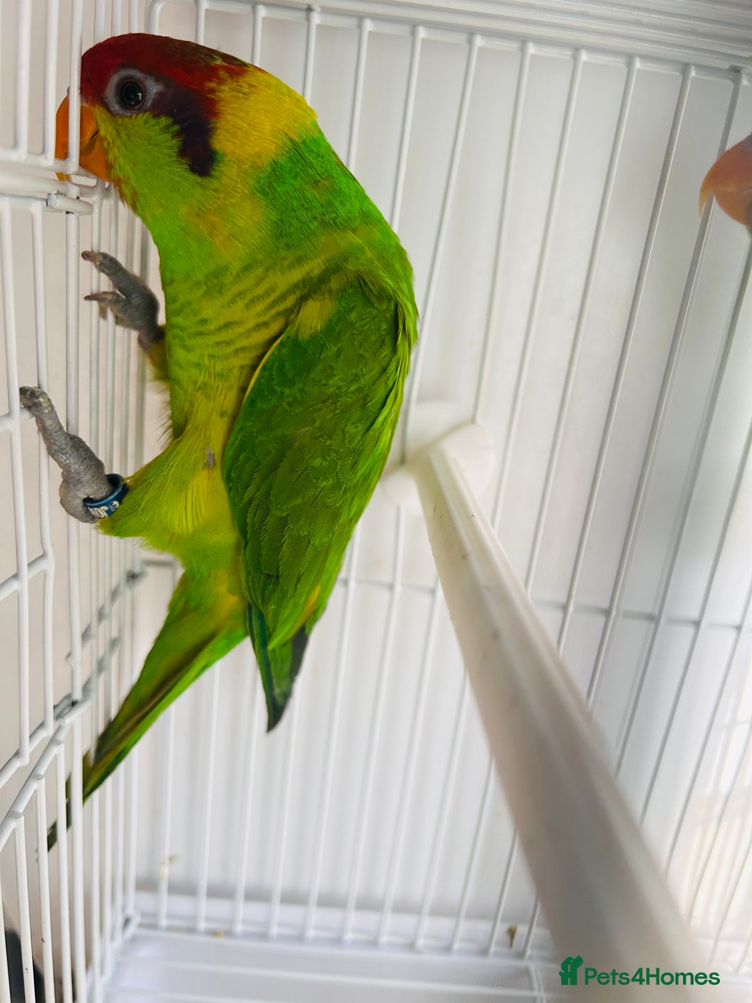Lorikeets birds for sale: PROVEN pair iris lorikeet RARE!! - Image 7