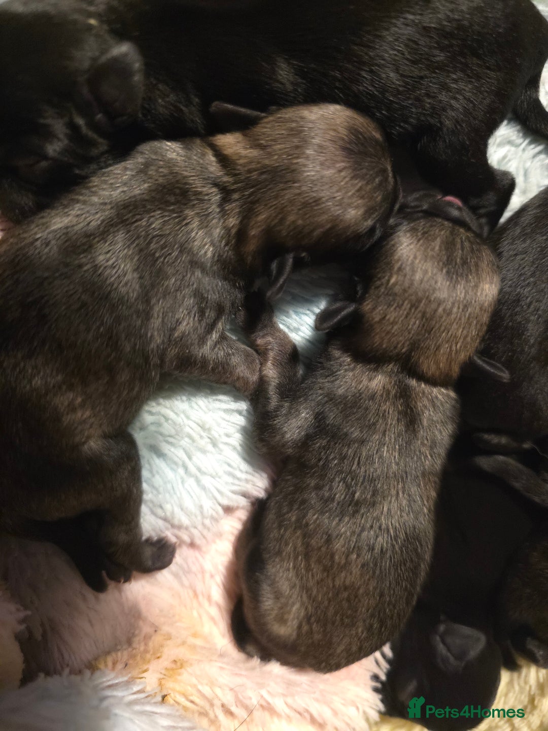 Pug dogs for sale: KC Pug puppies 4 girls 3 boys - Image 10