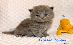 British Shorthair cats for sale: Gccf blue British shorthairs *ready November* - Image 2