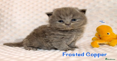 British Shorthair cats - Advert 5