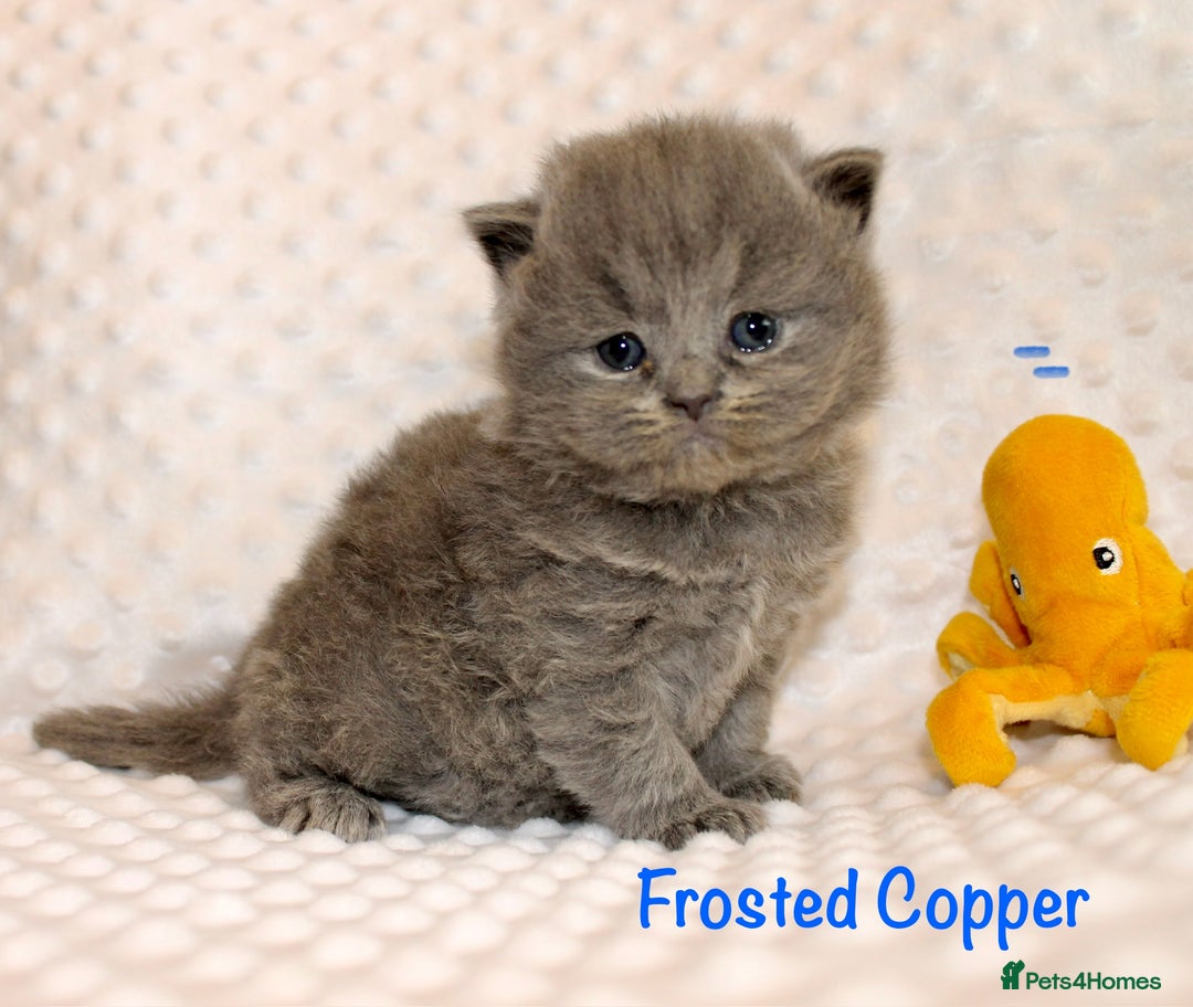 British Shorthair cats for sale: Gccf blue British shorthairs *ready November* - Image 2