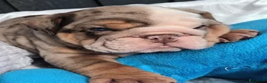 English Bulldog 4