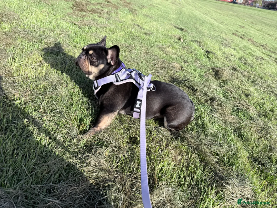 French Bulldog dogs for sale: French Bulldog – 2-Year-Old Female (Kiwi) 🐾 - Advert 10