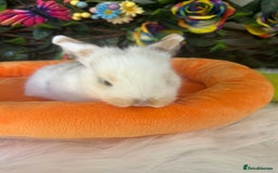 Mini Lop rabbits for sale: Pure Breed Mini lops  - Image 6