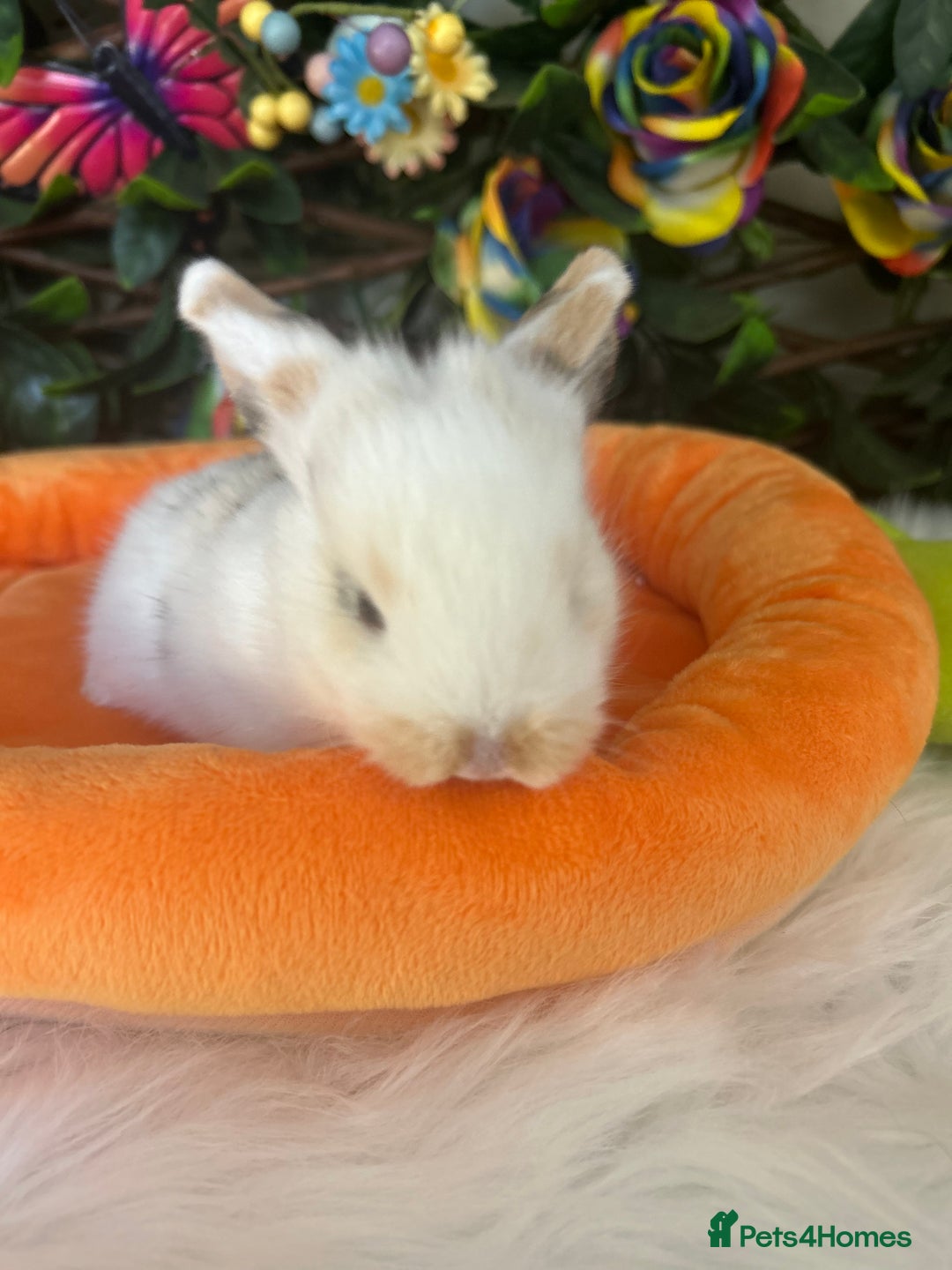 Mini Lop rabbits for sale: Pure Breed Mini lops  - Image 6