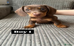 Miniature Dachshund dogs for sale: KC Registered Miniature Dachshund Puppies - Image 2